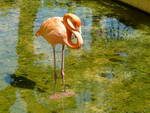 Hotel Iberostar Hacienda Dominicus am Strand von Bayahibe Flamingo in der Parkanlage.